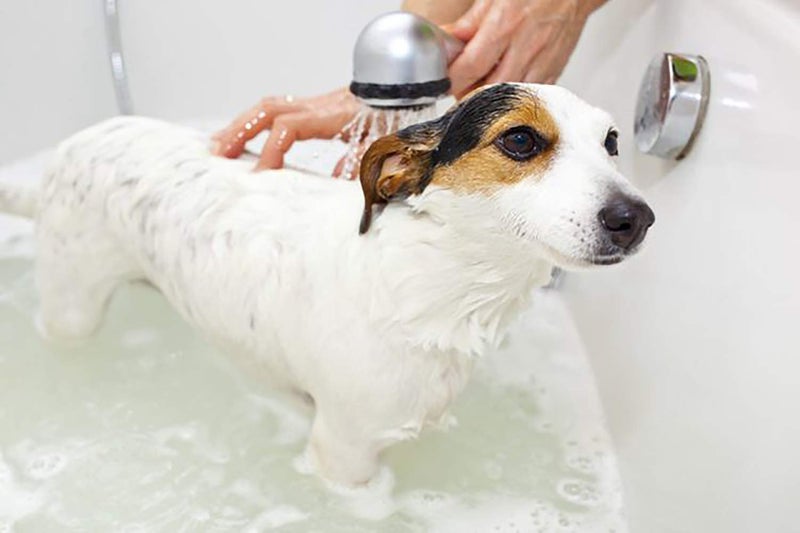 Greenbone Pet Spa All-Natural Plant-Based Shampoo - Lavendar & Chamomile - Calming & Soothing - Image 2